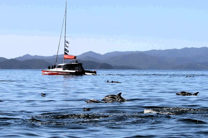 Carino Wildlife Cruises - Island and Wildlife Day Cruise - Photo 1 of 12